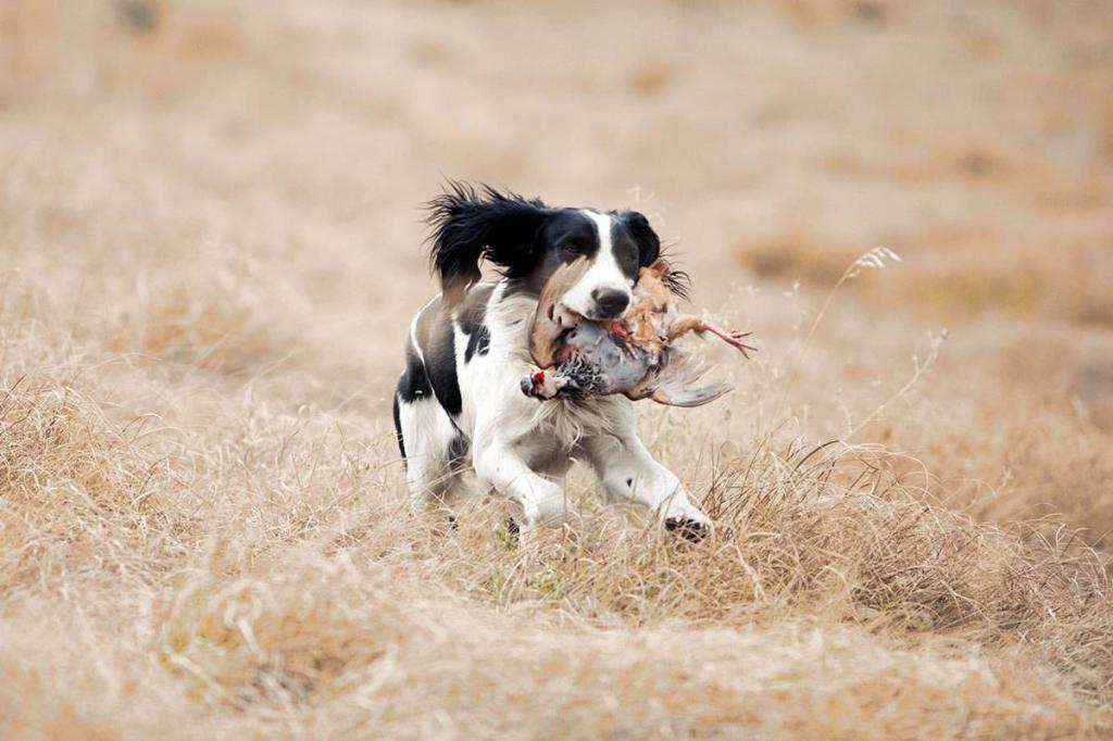 Спаниель на охоте.