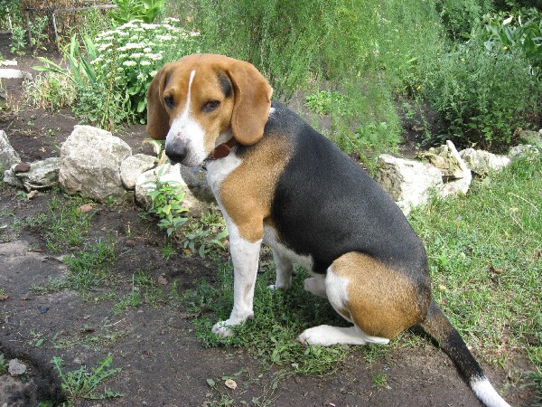 Фотогалерея охота с эстонской гончей фото - 7