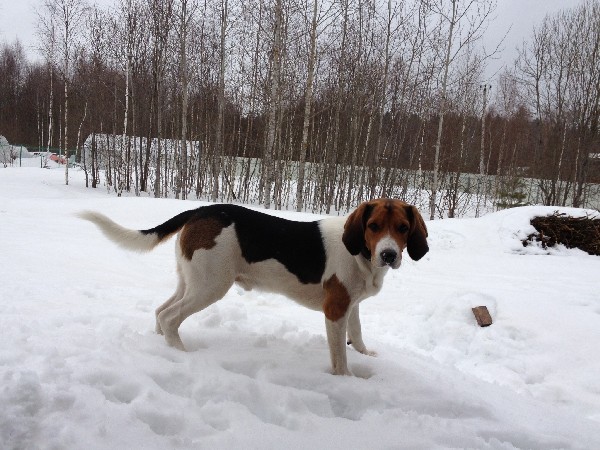 Фотогалерея охота с эстонской гончей фото - 2