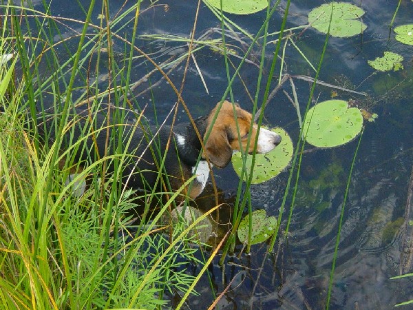 Фотогалерея охота с эстонской гончей фото - 9
