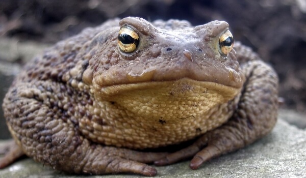 Фото: Земляная жаба