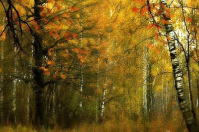 Дождь в лесу