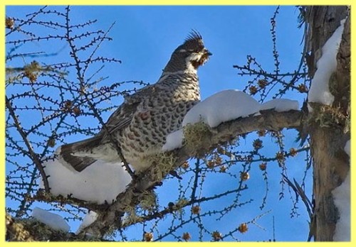 Где и как живет рябчик