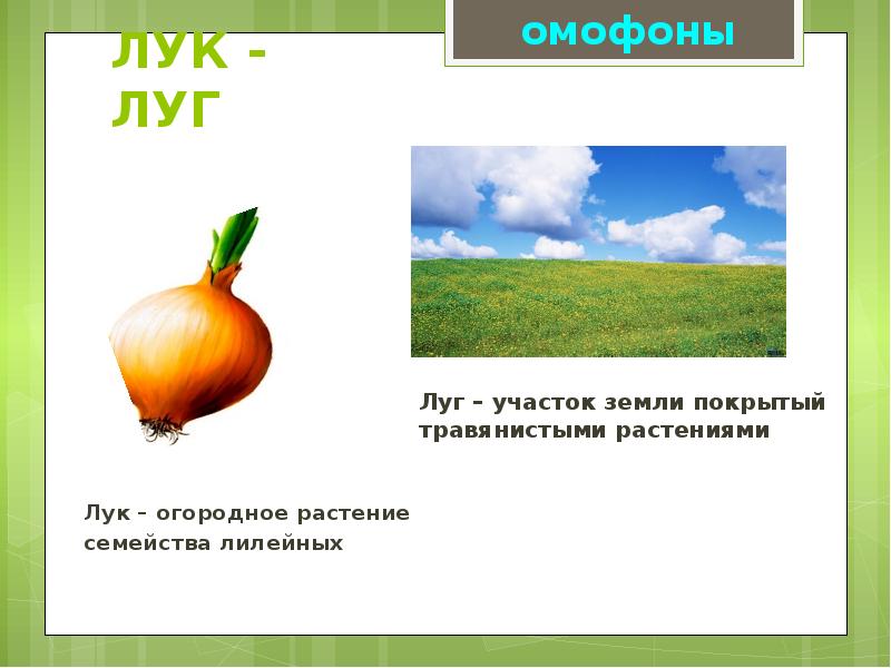 Омографы, омофоны, омонимы. Фразеологизм, слайд №4