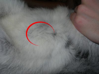 Опухоль на подбородке у кролика