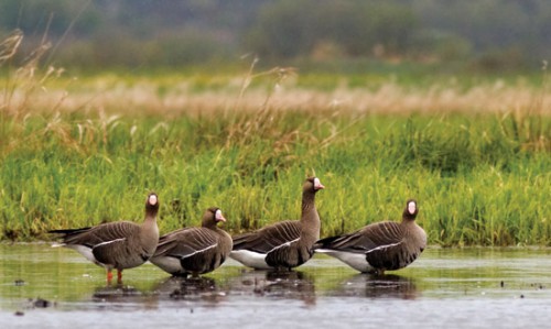 Охота на гусей весною.