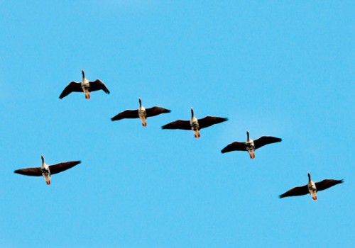 Охота на гусей весною.