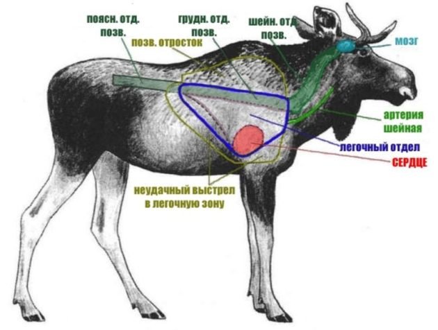 Куда стрелять при охоте на лося