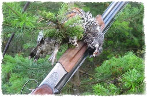 как охотиться на рябчика