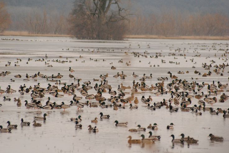 охота на уток