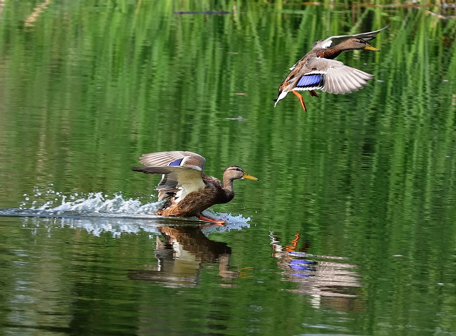 охота на уток