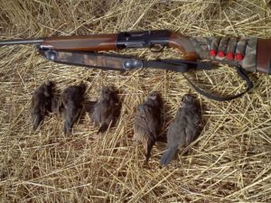 Правила охоты на перепела