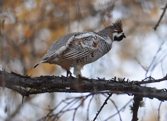 охота на рябчиков
