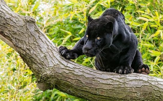 где обитает черная пантера