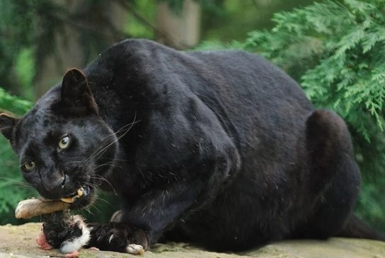 рацион черной пантеры