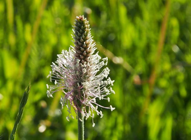 Подорожник