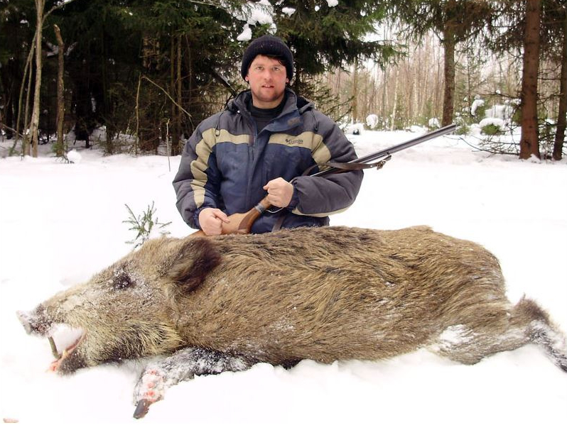 Охотничий клуб «Королевский кабан»