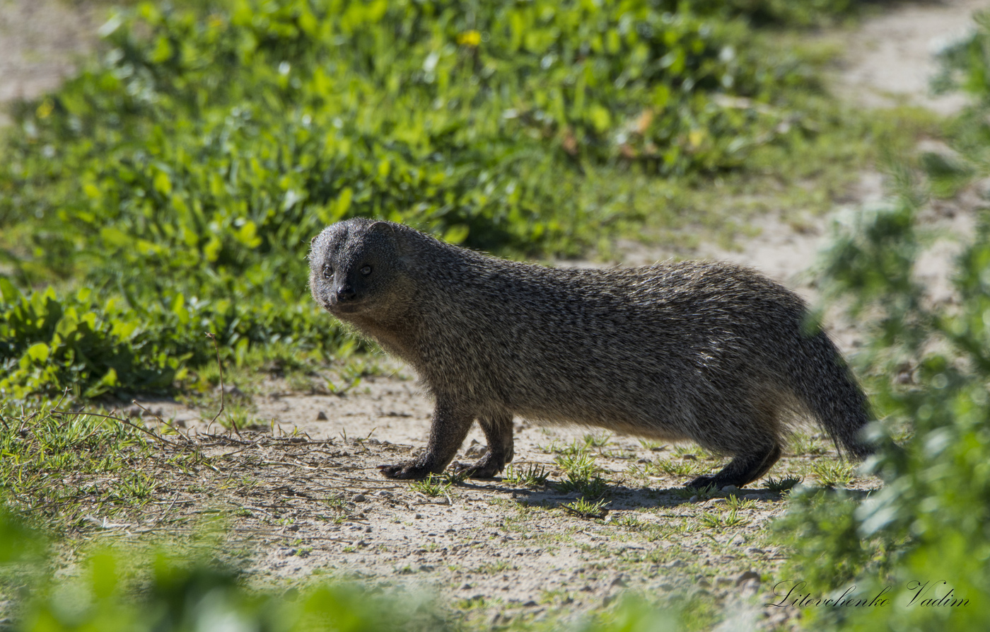 Мангуст