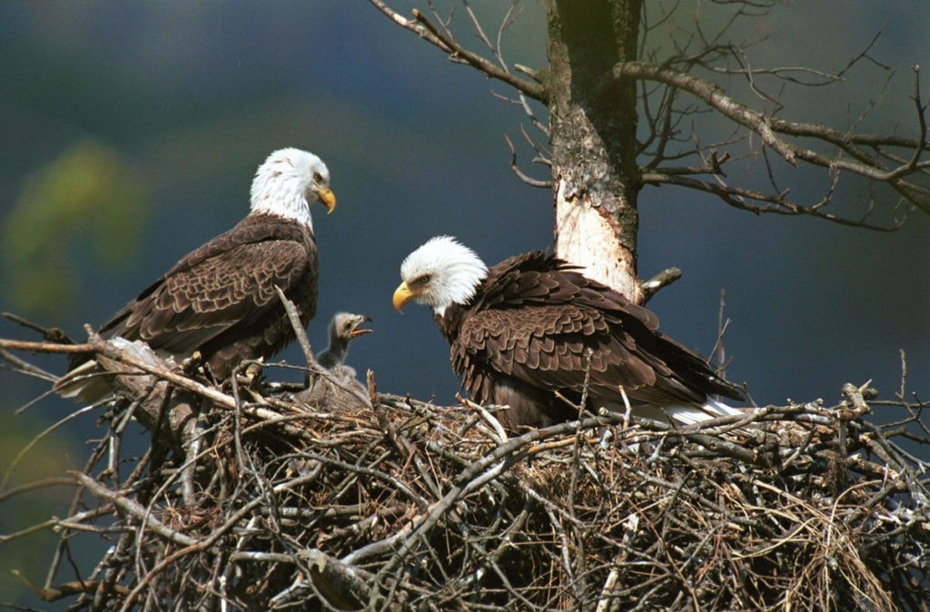 Орлиные семьи