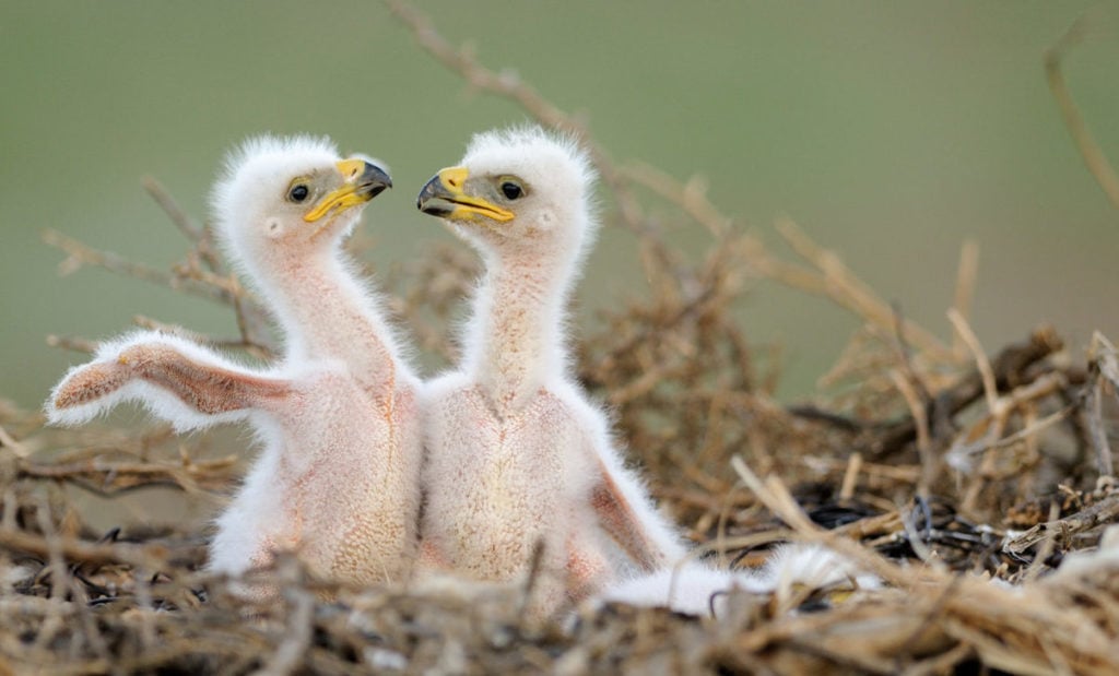 Птенцы орла