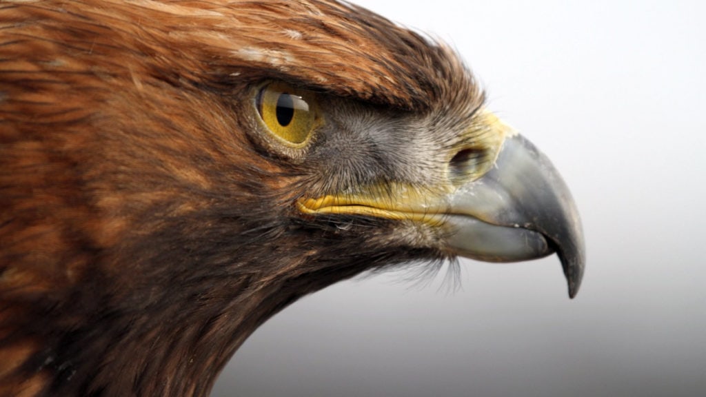 Взгляд орла