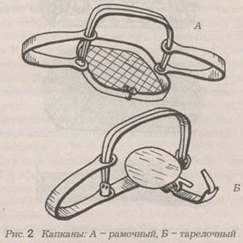 капканы на бобра