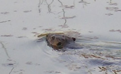 бобр в воде