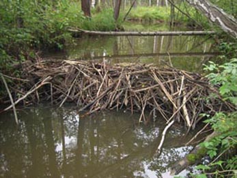 плотина бобра