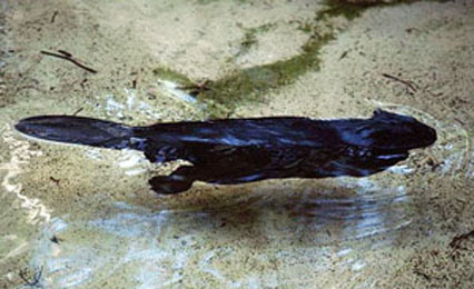 бобр в воде