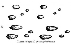 Следы зайца русака и беляка