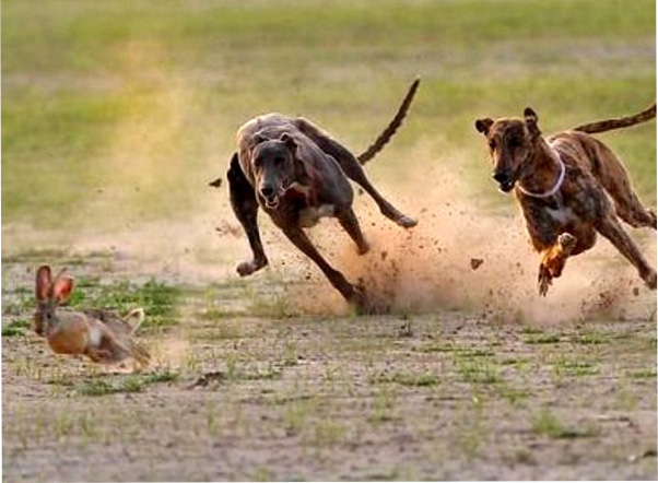 охота на зайца с гончими