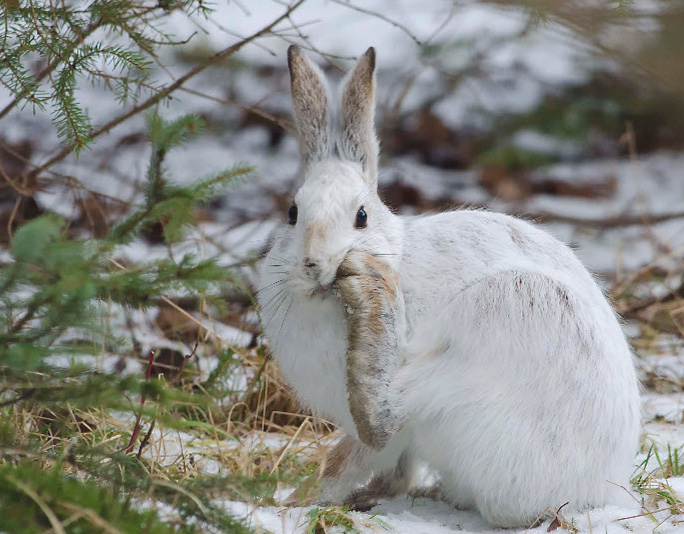Охота на зайца зимой