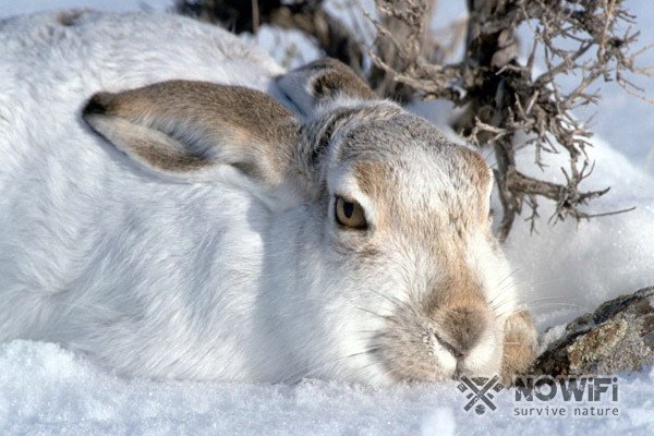 Охота на зайца зимой