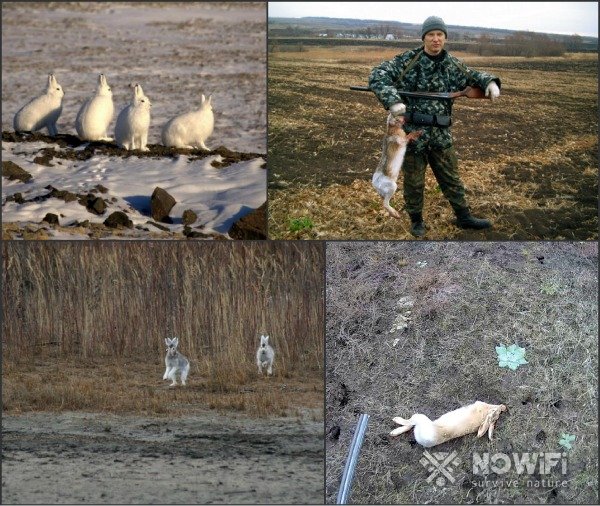 Охота на зайца по чернотропу