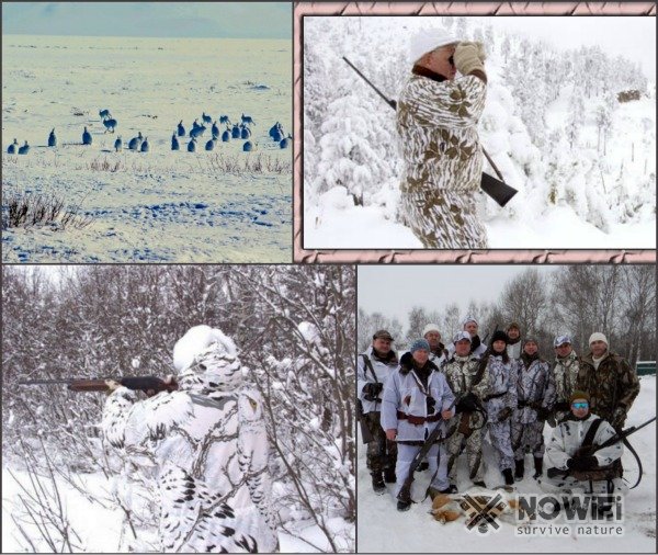 Охота на зайца из засидки