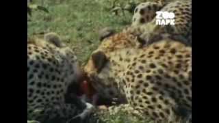 Рождённые убивать! Хищники африканской саванны(Львы,Леопарды,Гепарды,Гиены и Дикие собаки. Жизнь и охота четвероногих хищников африканской саванны., 2013-12-12T23:44:30.000Z)