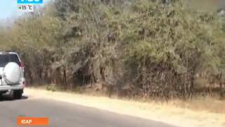 Антилопа спаслась от гепарда в машине туристов(Антилопа спаслась от гепарда в машине туристов. Видео Выпуск от 12.07.2013 Туристам удалось снять яркие кадры. 2013-07-12T13:41:22.000Z)