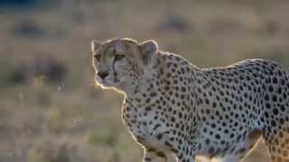 Гепард охотиться (замедленная съёмка)(Охота гепарда в замедленной съёмке!, 2014-05-02T10:27:21.000Z)