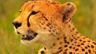 Гепард:Фатальный Инстинкт-Cheetah:Fatal Instinct,NatGeoWild(Гепард:Фатальный Инстинкт-Cheetah:Fatal Instinct,NatGeoWild., 2014-04-20T22:29:37.000Z)