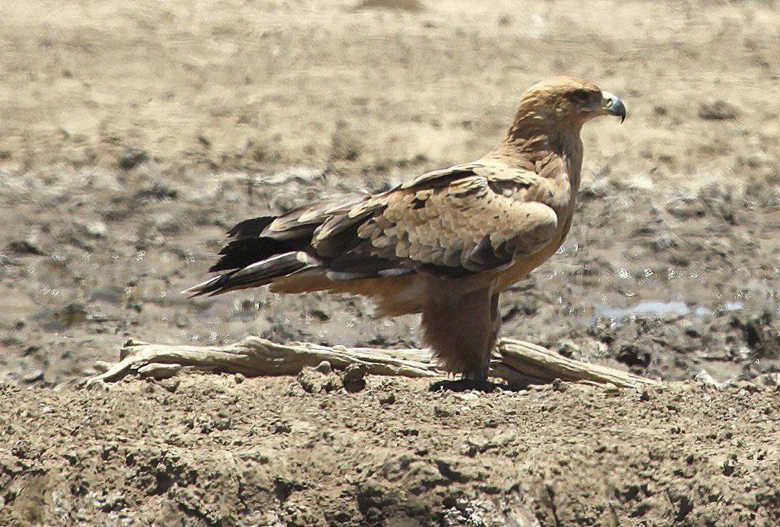 Степной орел (Aquila rapax).