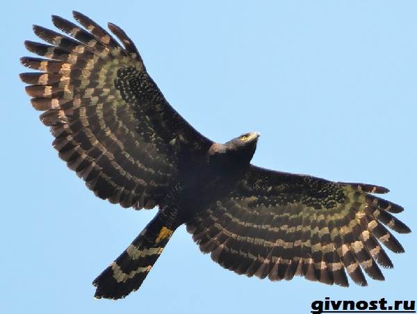 Ястреб-птица-Образ-жизни-и-среда-обитания-ястреба-3