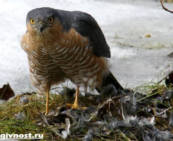 Ястреб-птица-Образ-жизни-и-среда-обитания-ястреба-2