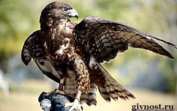Ястреб-птица-Образ-жизни-и-среда-обитания-ястреба-6