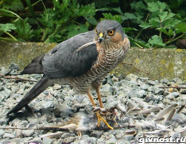 Ястреб-птица-Образ-жизни-и-среда-обитания-ястреба-8