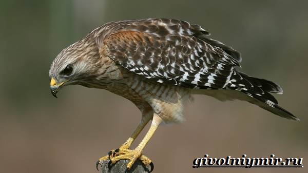 Ястреб-птица-Образ-жизни-и-среда-обитания-ястреба-1