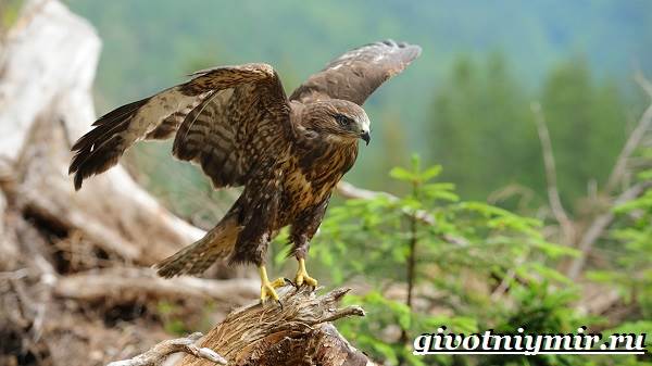 Ястреб-птица-Образ-жизни-и-среда-обитания-ястреба-2