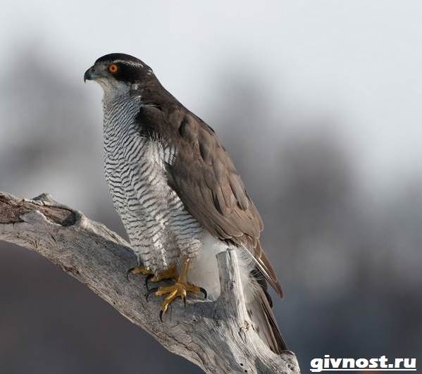 Ястреб-птица-Образ-жизни-и-среда-обитания-ястреба-4