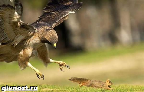 Ястреб-птица-Образ-жизни-и-среда-обитания-ястреба-1