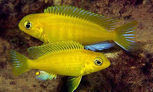 Совместимость рыб