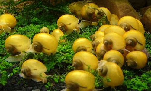 Как избавиться от улиток